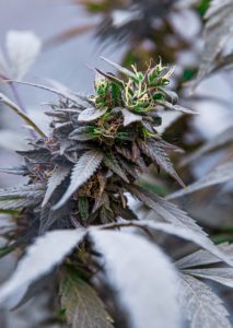 Eingefrorene Cannabispflanze